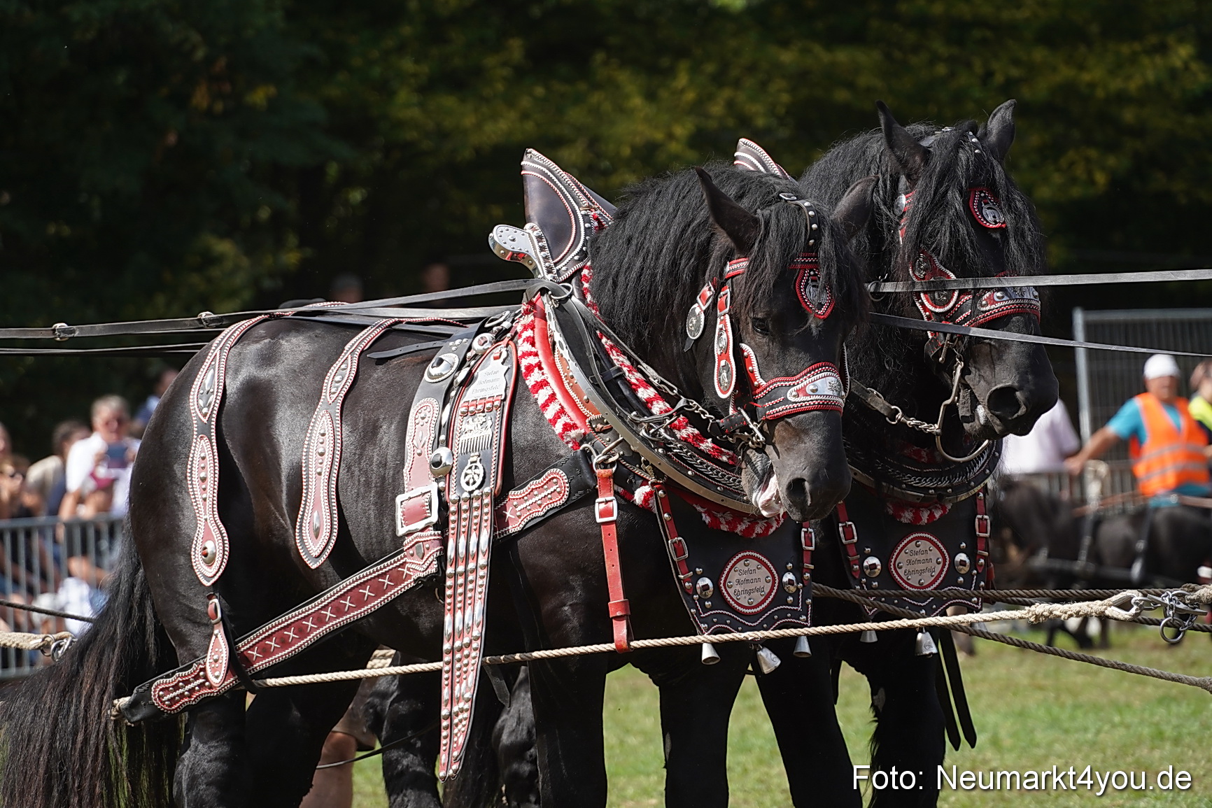 Pferde und Fohlenschau 2022 0315 